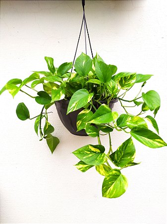 Plantas e Mudas